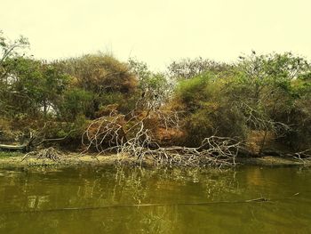 Scenic view of lake in forest against sky