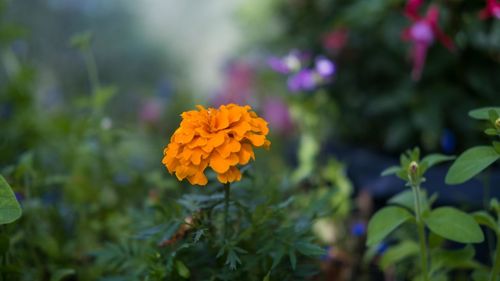 Close-up of yellow flowering plant