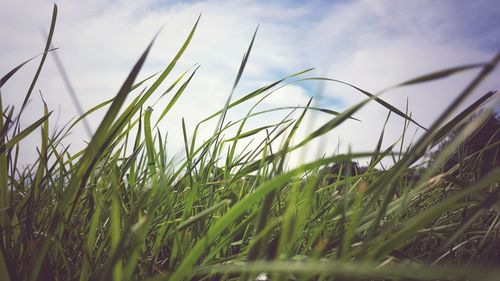 Close-up of grass growing on field