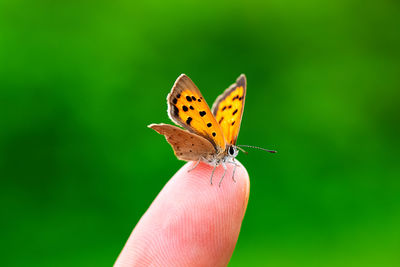 Close-up of butterfly on hand