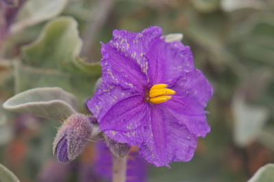 Close-up of purple flower blooming outdoors