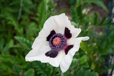 Close-up of white rose flower