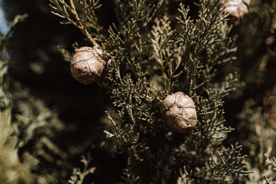 Close-up of snail on plant