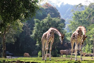 Two girrafes are enjoying their morning habit in taman safari indonesia.