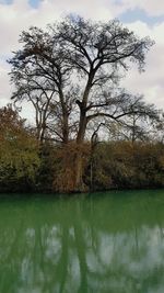 Trees by lake against sky