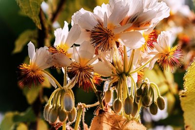 Close-up of white flowering plant