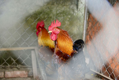 View of a rooster