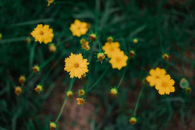 Close-up of yellow flowering plant on field