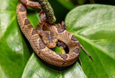 Close-up of snake