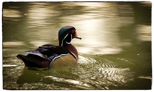 Duck swimming in lake