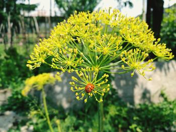 Close-up of yellow flowering plant in park