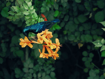 Close-up of yellow flower