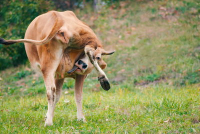 Horse standing in a field