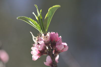 Close-up of pink flowering plant