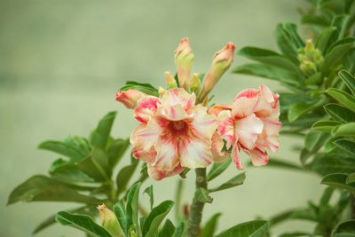 Close-up of pink flowering plant