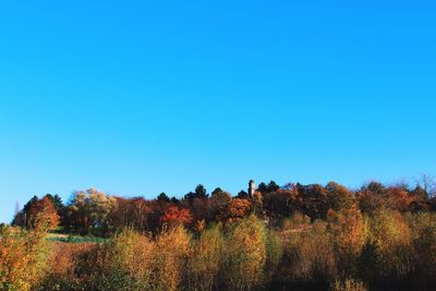 Trees in forest against clear blue sky