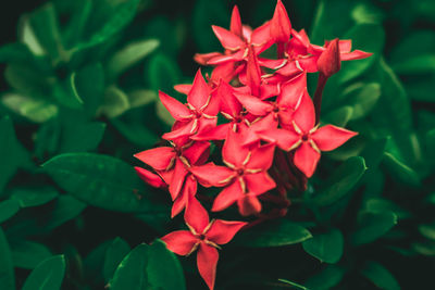 Close-up of red flowers