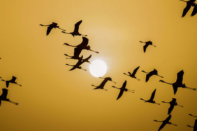 Low angle view of silhouette birds flying in sky during sunset