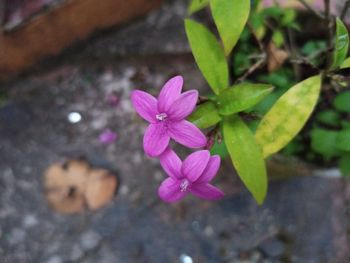 Close-up of pink flowering plant