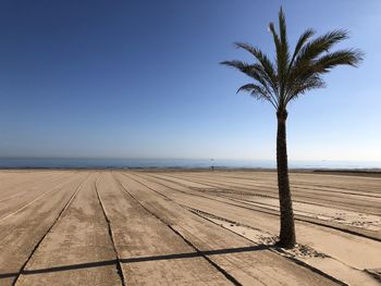 Palm tree by sea against clear blue sky