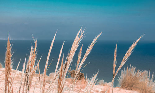 Close-up of stalks against blue sky