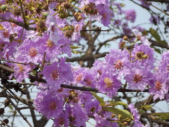 Close-up of fresh purple flowers blooming on tree
