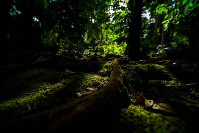 Trees in forest