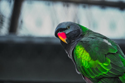 Close-up of parrot perching