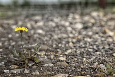 Close-up of flowers growing in field