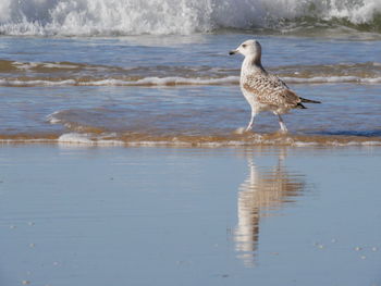 Seagull on beach