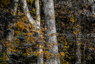 Close-up of pine tree in forest during autumn