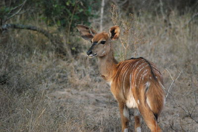 Gazelle in africa