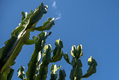 Low angle view of cactus plant against clear blue sky