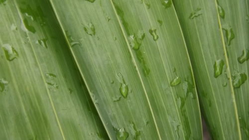 Full frame shot of green leaves