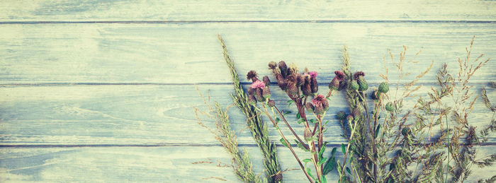 Directly above shot of flowering plants against wall