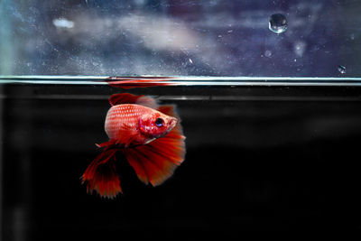 Close-up of bird in fish tank