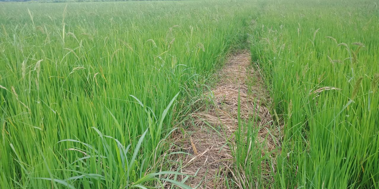 SCENIC VIEW OF FARM