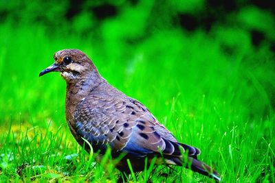 Close-up of bird on grass