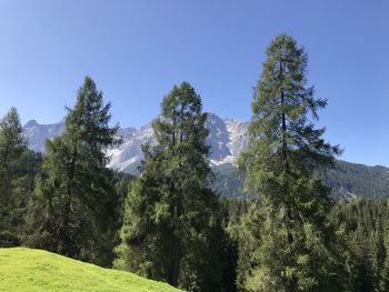 Low angle view of trees against clear blue sky