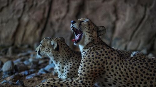 Close-up of cheetah on field