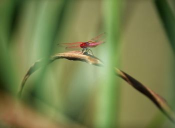 Close-up of insect on plant