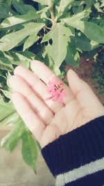 Close-up of woman hand holding leaf