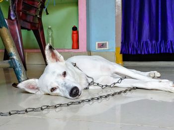 Portrait of dog relaxing on tiled floor at home