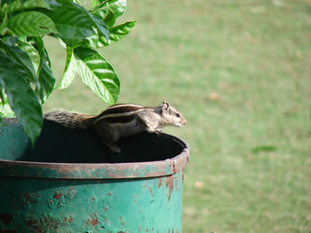 Close-up of squirrel perched on metal drum