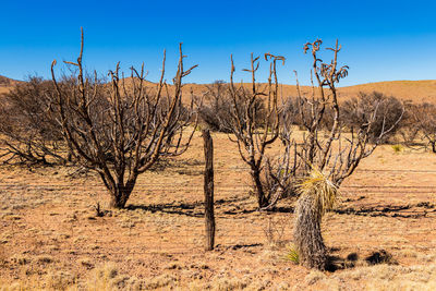 Desert cactus and barbed wire fence
