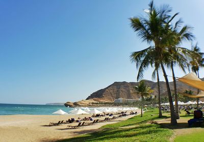 Palm trees on beach against clear blue sky