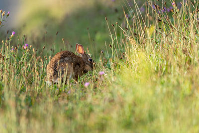 A wild rabbit grazing in the sunshine in the pasture.