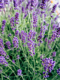 Close-up of lavender flowers growing on field