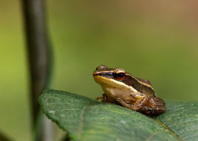 Close-up of frog on leaf