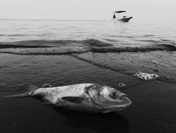 Close-up of fish in sea